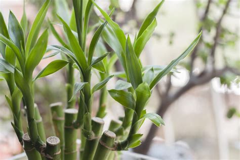 風水 假植物|風水植物｜不只富貴竹！7款招財/招桃花植物推介+不 